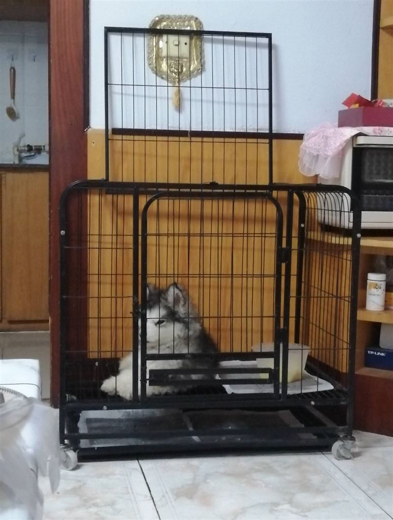 阿拉斯加