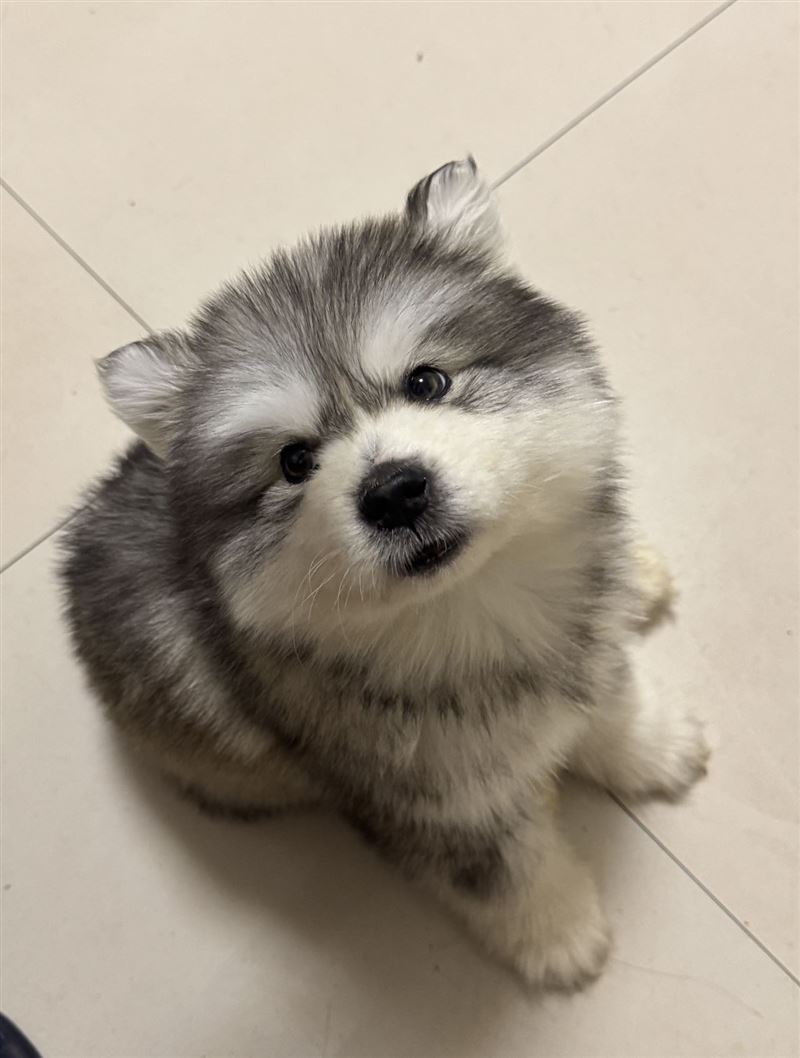 阿拉斯加灰桃狗狗