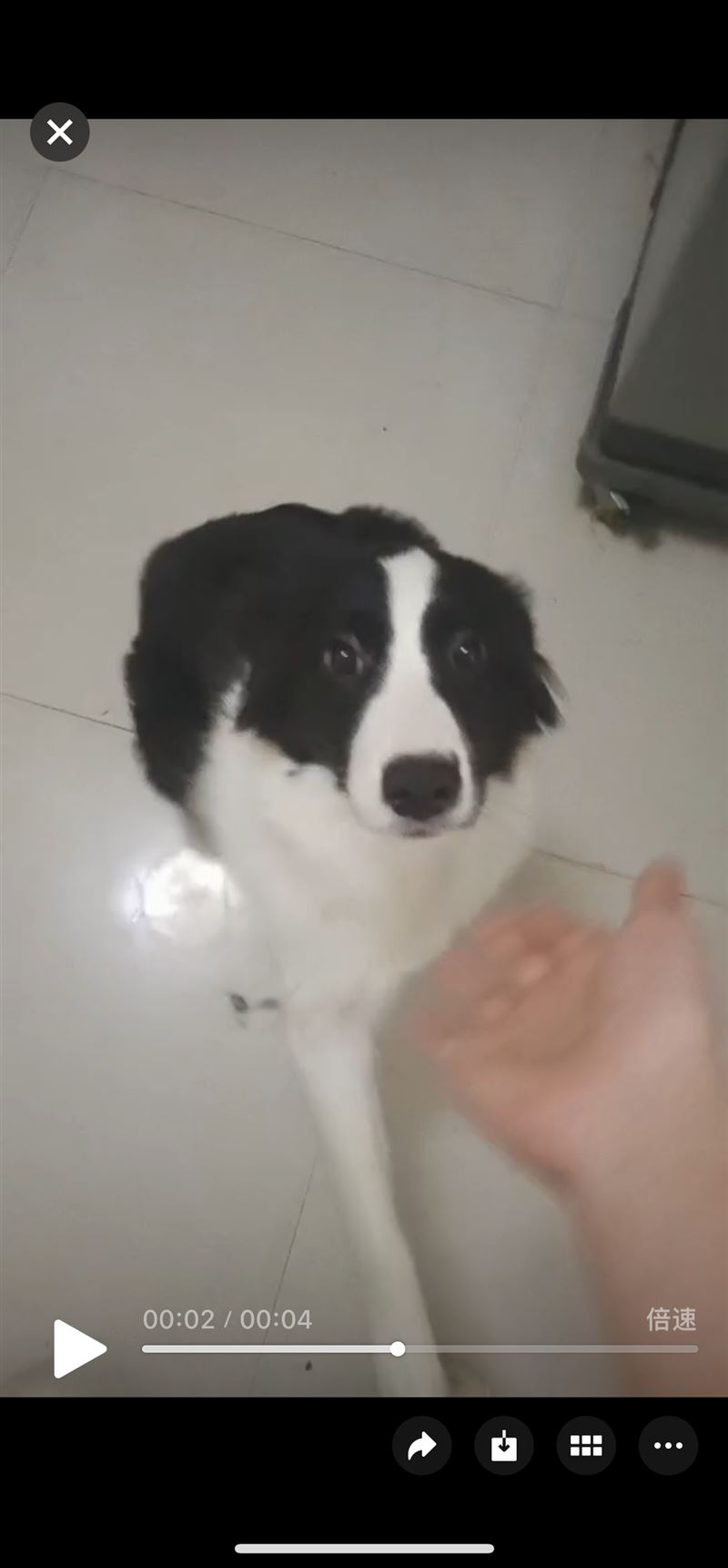 賣邊牧