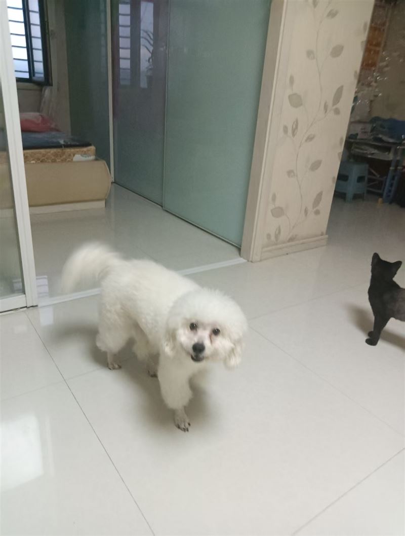 比熊狗